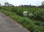 eka-tanah-jl-palagan-donoharjo.jpeg