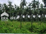 tanah-dijual-di-banyuwangi
